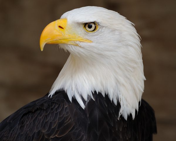 bald_eagle_portrait