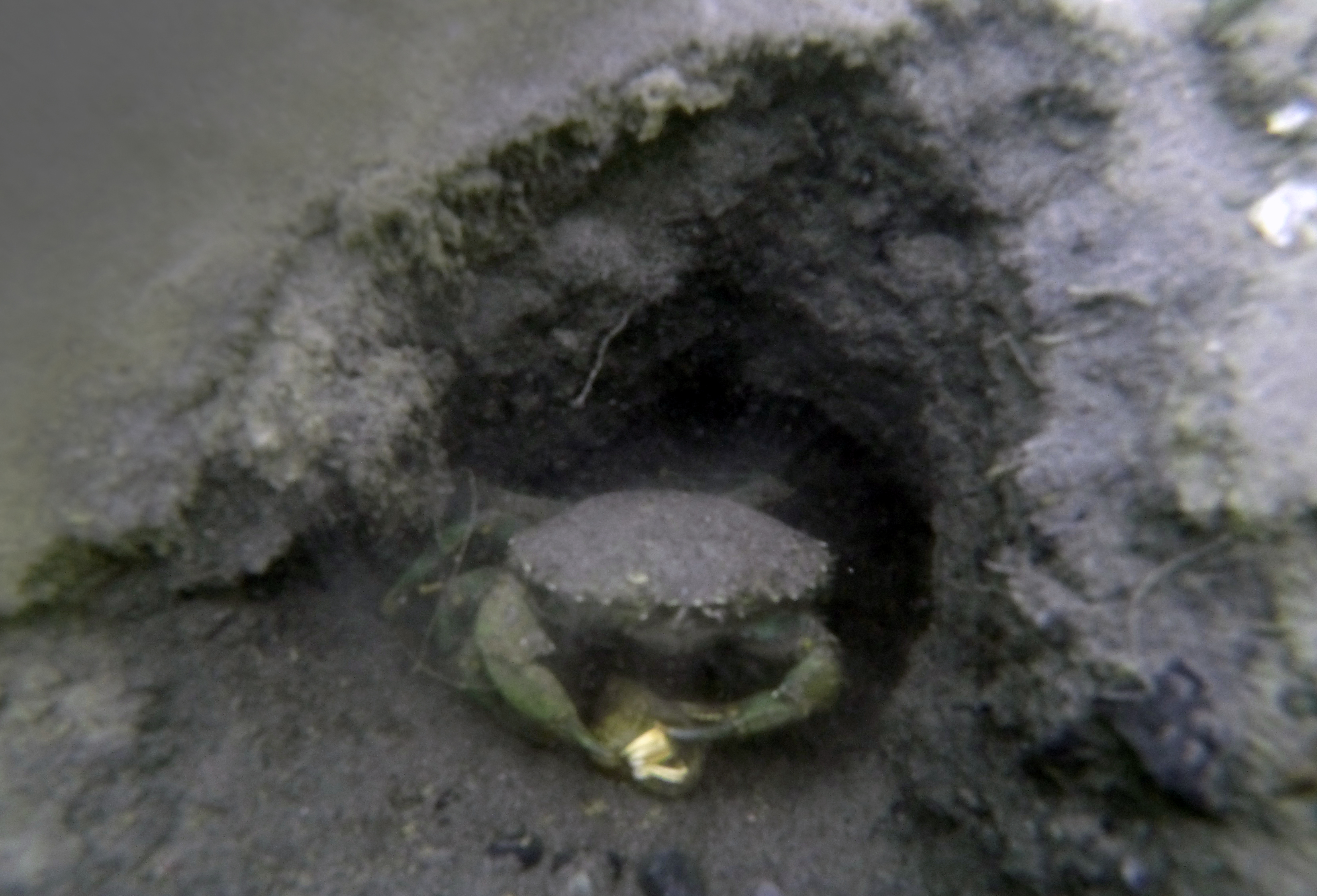 Green Crab Trapping and Burrow Surveys Continue « North & South Rivers