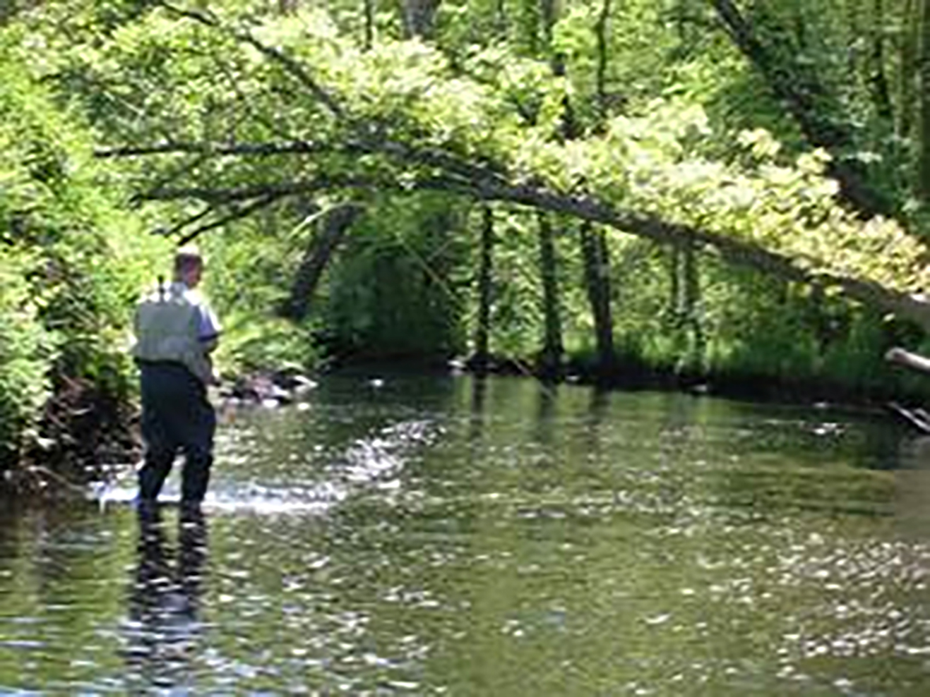 Guided Fly Fishing Expedition for Shad « North & South Rivers Watershed Association