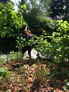 2015 Intern removing invasive Japanese Knot Weed