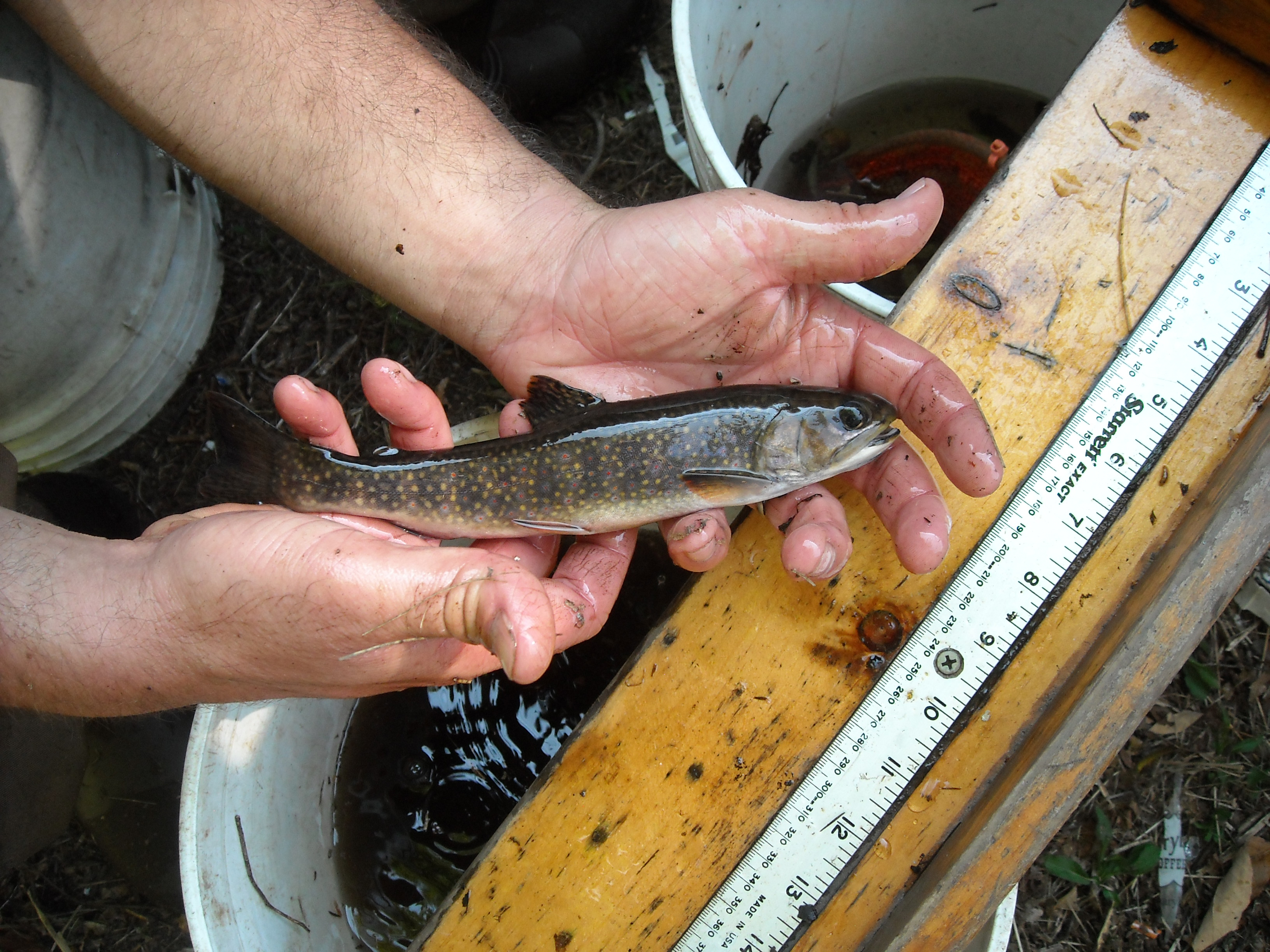 Brook Trout Walk « North & South Rivers Watershed Association