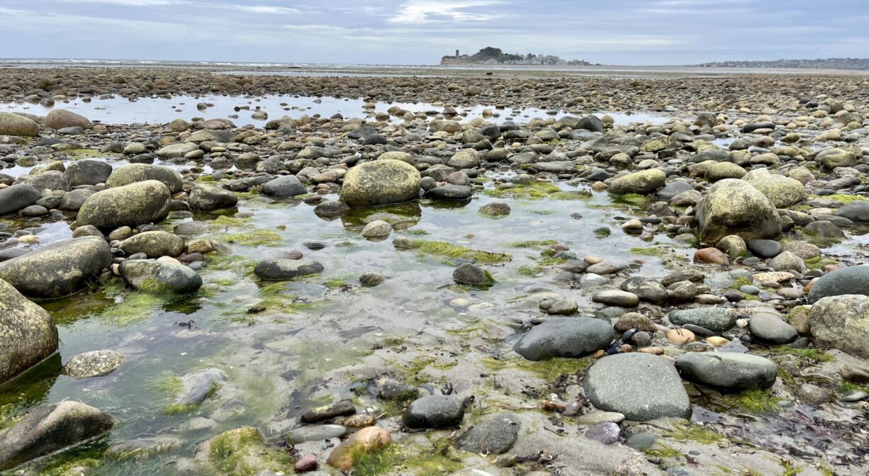 A tide pool with seaweed and stones, with the river in the background.