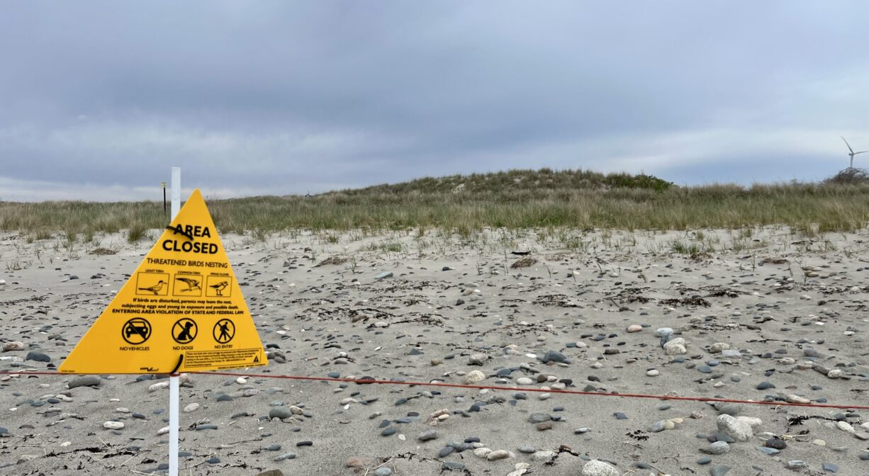 A yellow triangular sign with rules about protecting the piping plover.