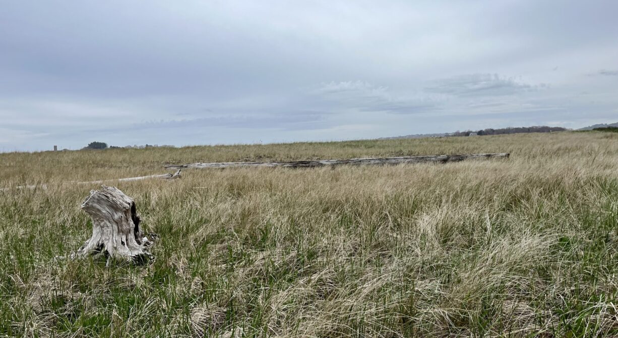 A wide flat area with dune grass and driftwood, and a river in the background.
