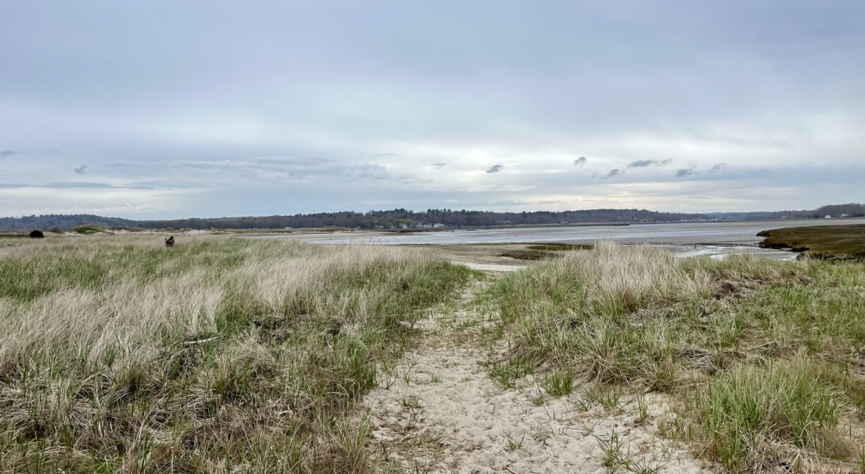 Dune grass and sand with a path down the middle and a river in the background.