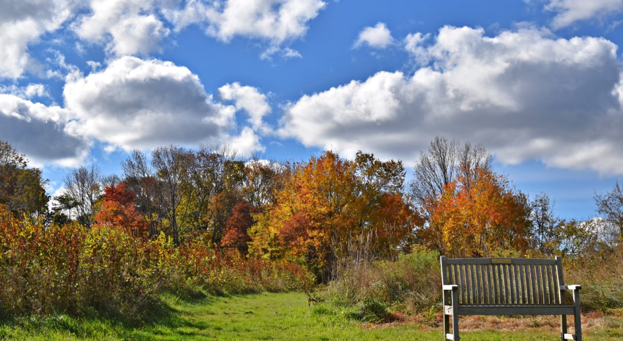 A photograph of a bench beside a grassy trail, with fall foliage in the background.