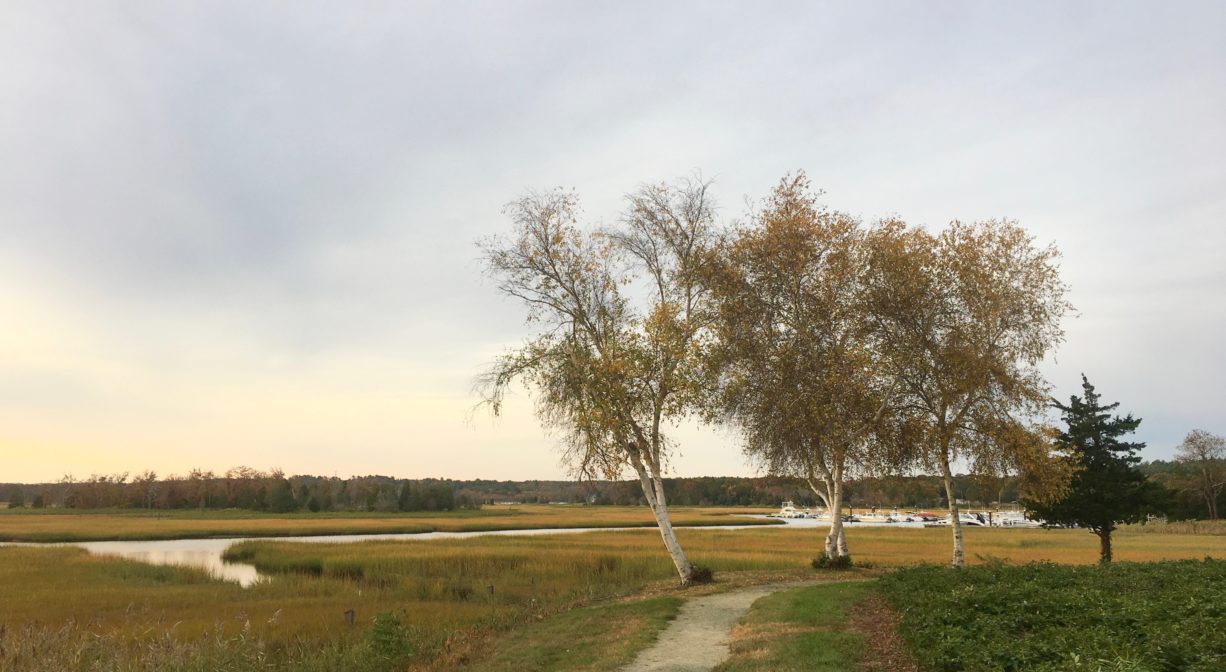 A photograph of a trail beside a salt marsh and a river with scattered trees.