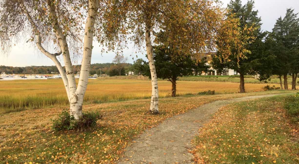 A photograph of a trail along the edge of a marsh with some birch trees and grass.