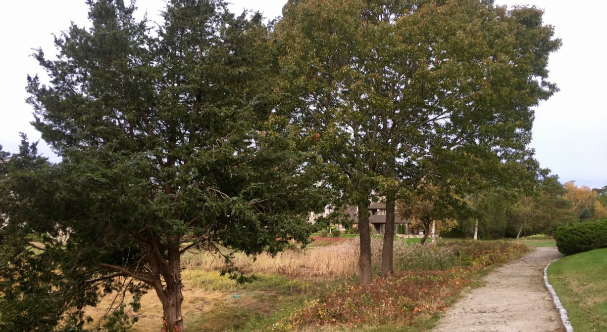 A photograph of a trail alongside a salt marsh with cedars and other trees.