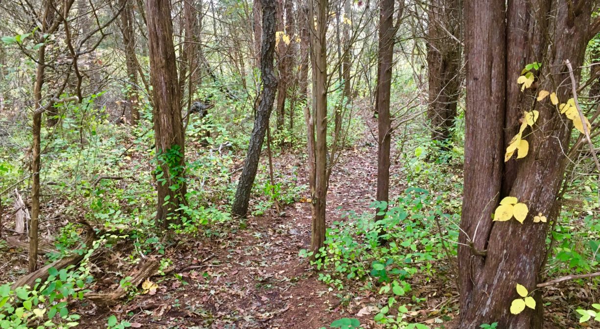 A trail extending through a woodland.