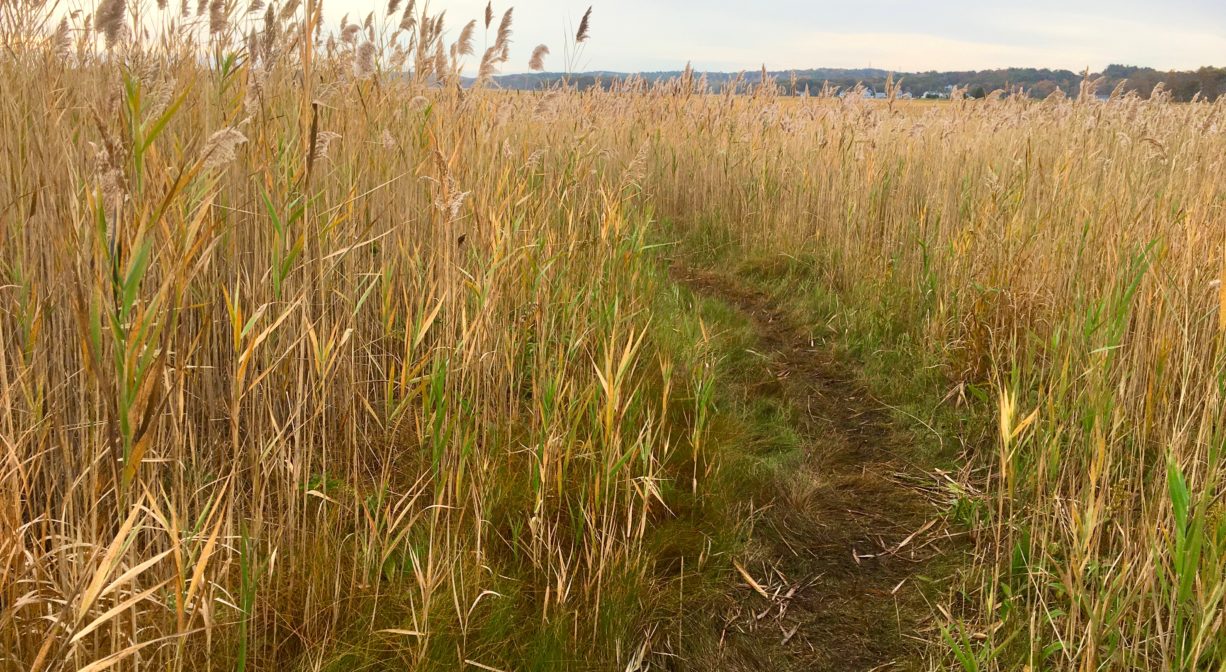 A trail extending through a salt marsh.