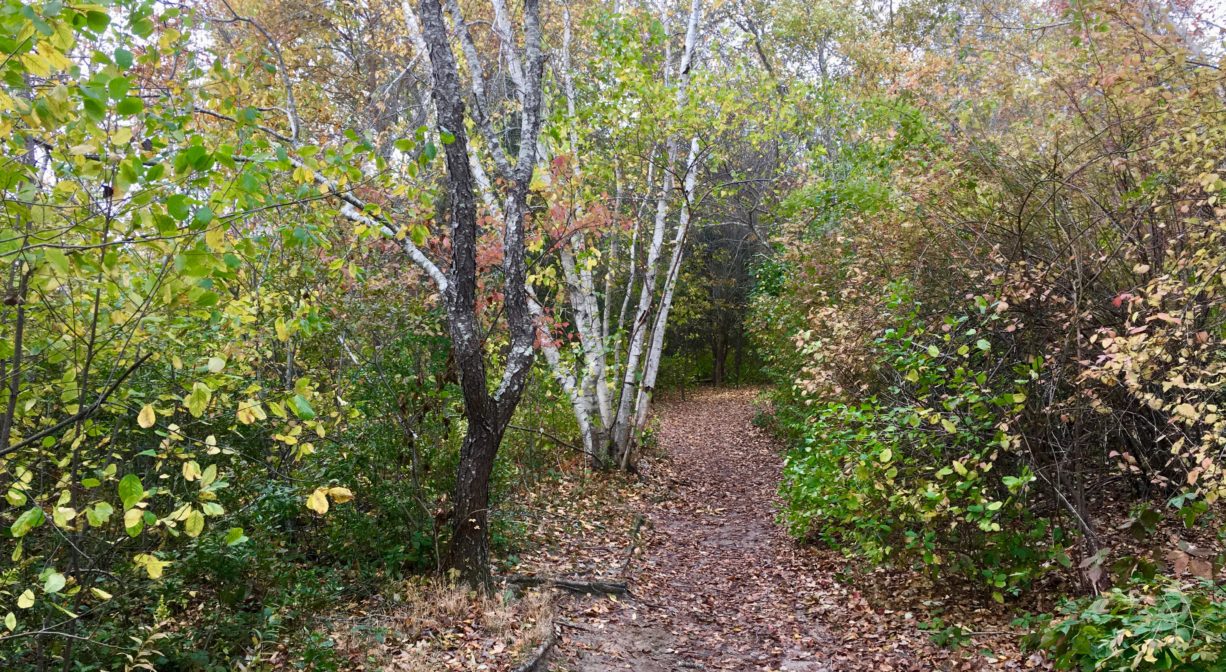 A trail extending through a light woodland with some fall foliage and birch trees.