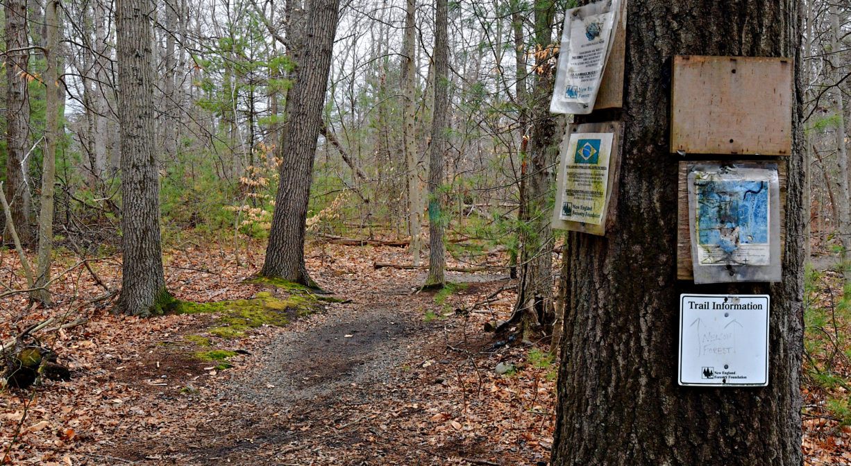 A photograph of a pine tree with numerous signs posted on it, at a forest trailhead.