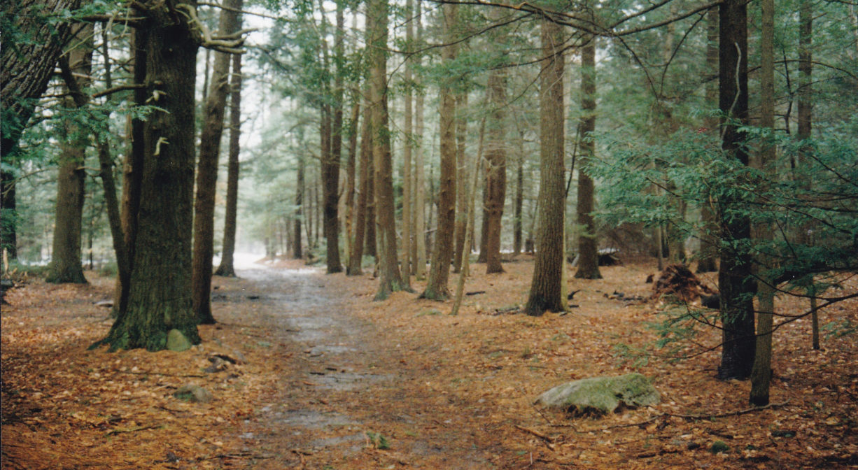 A photograph of a trail through a hemlock forest.