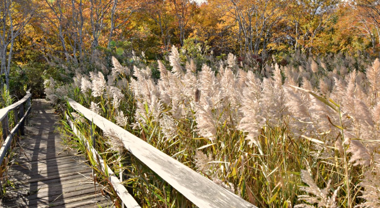 a photograph of a boardwalk with grasses to one side and fall foliage.