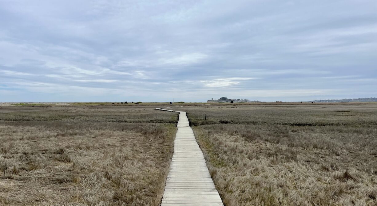 A photograph of a boardwalk through a salt marsh.