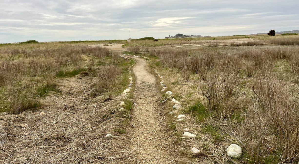 A photograph of a path through a dune area.