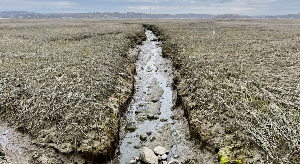 A photograph of tidal ditch in a salt marsh.