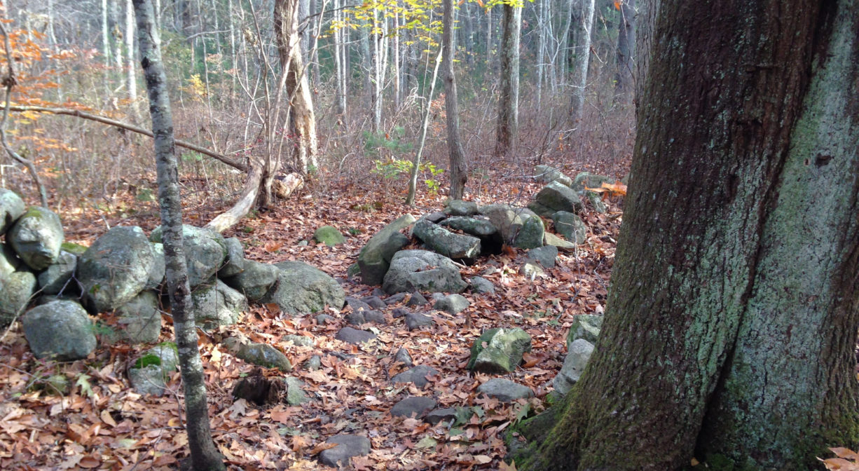 A photograph of an old stone wall in a forest.