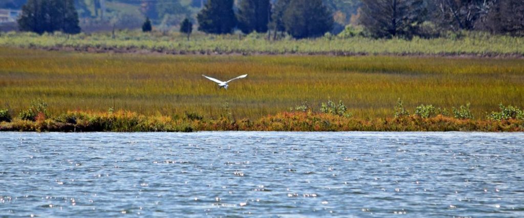 A white bird flying over a river with golden-green salt marsh.