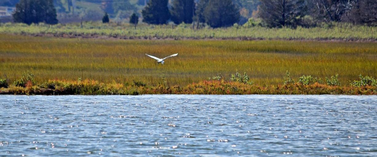 A white bird flying over a river with golden-green salt marsh.