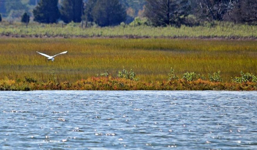 A white bird flying over a river with golden-green salt marsh.