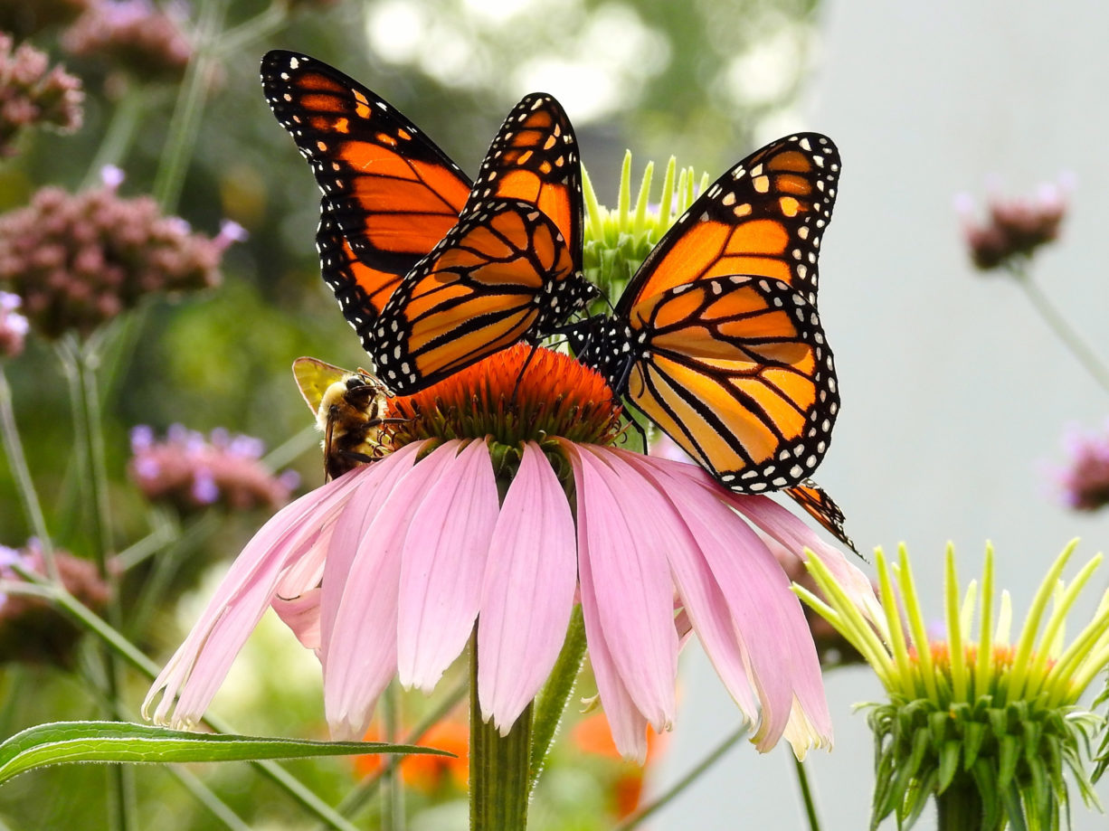 7 Flowers That Attract Monarch Butterflies