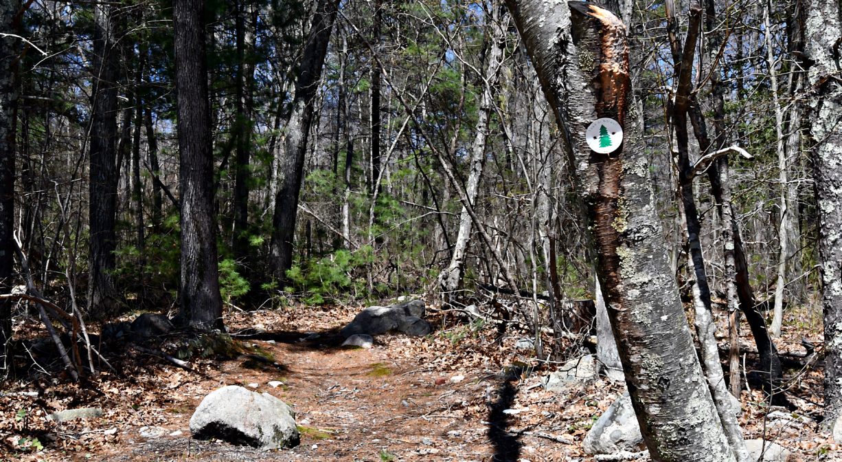 A photograph of a forest trail with a trail marker on one tree.