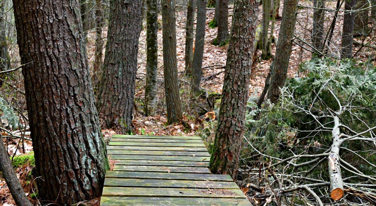 A photograph of a wooden bridge over a stream in a forest.