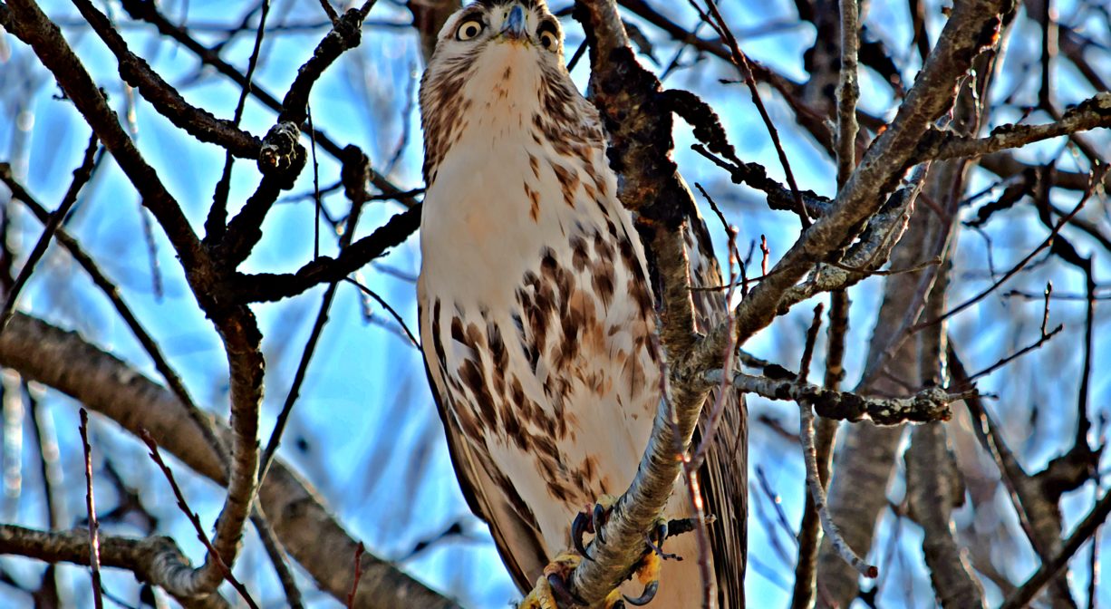 A photograph of a hawk in a tree.