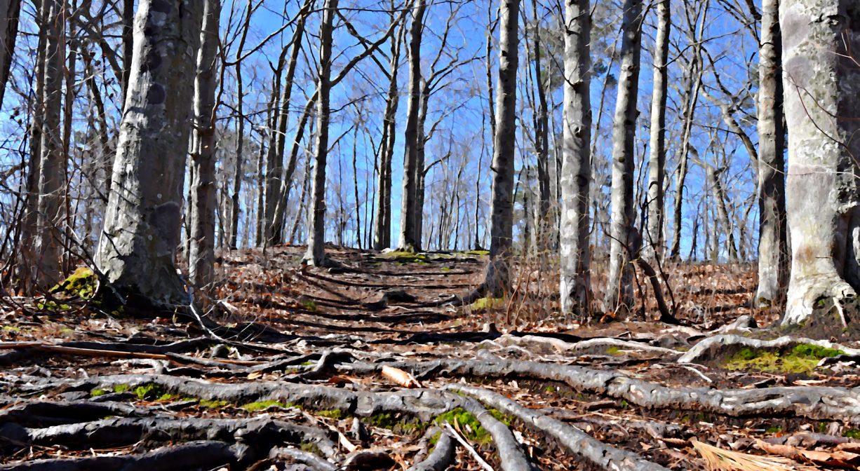 A photograph of a root-filled trail through a forest.