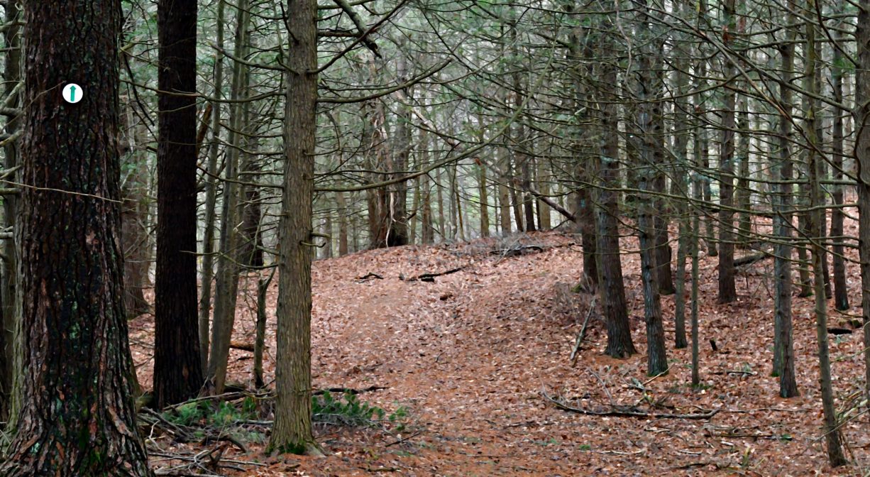 A photograph of a wide forest trail.