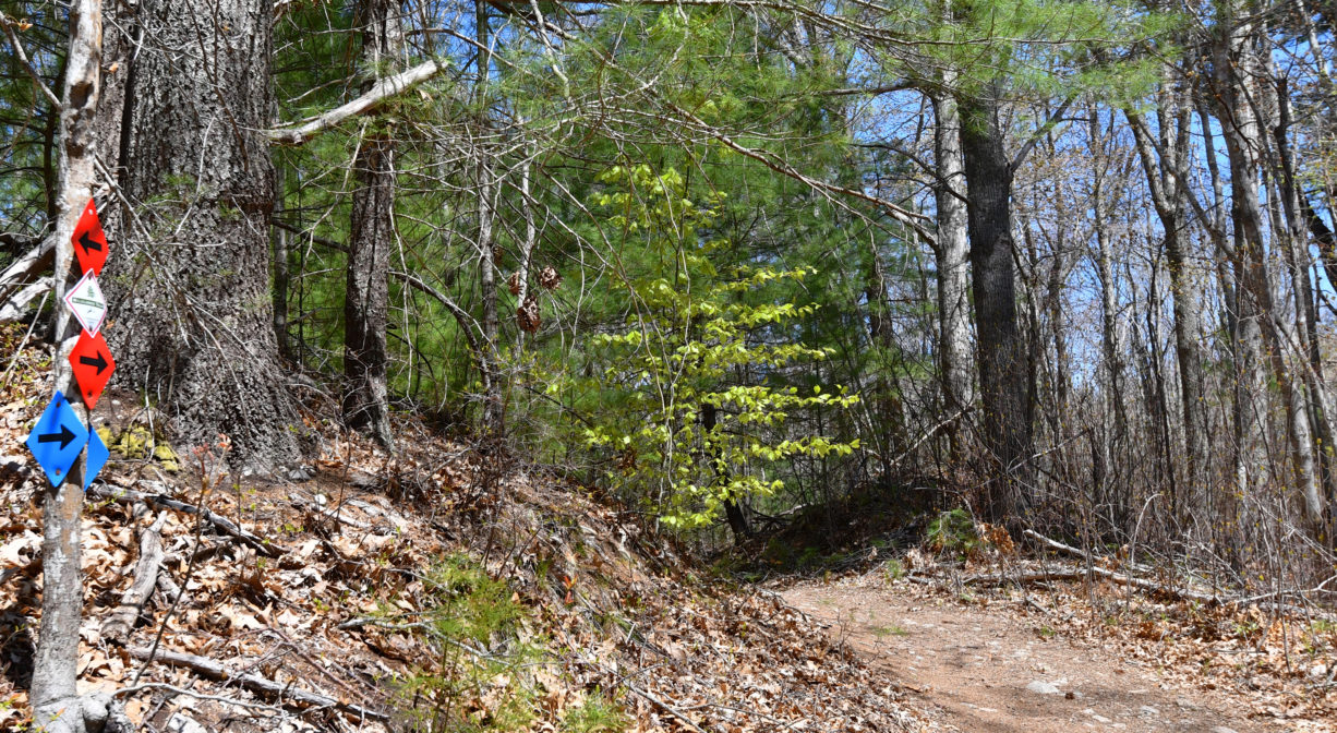 A photograph of a trail with numerous red and blue arrows.