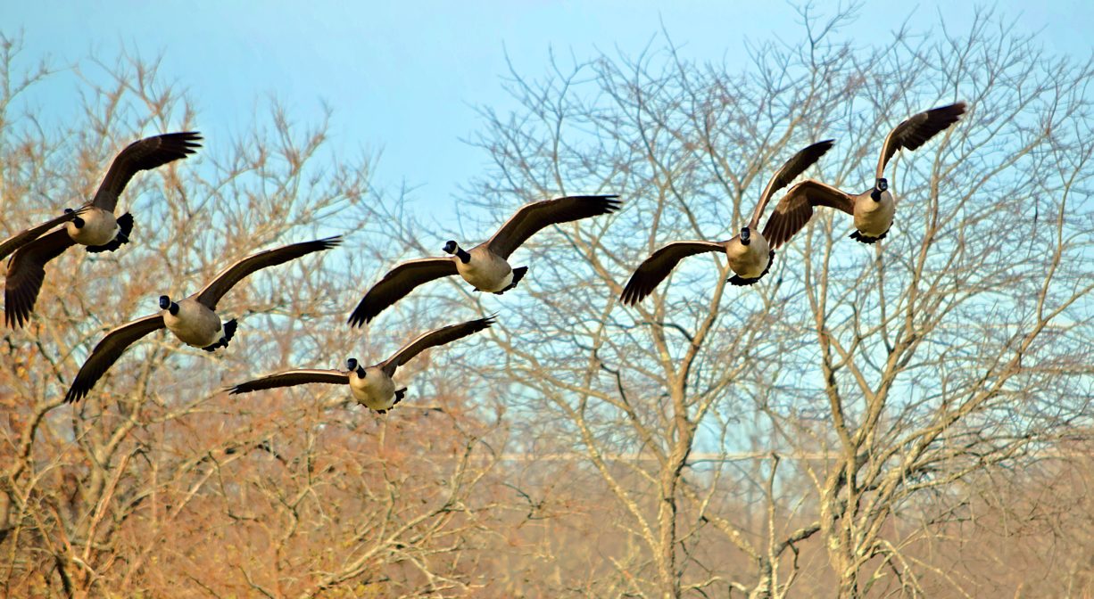 A photograph of birds in flight with trees in the distance.