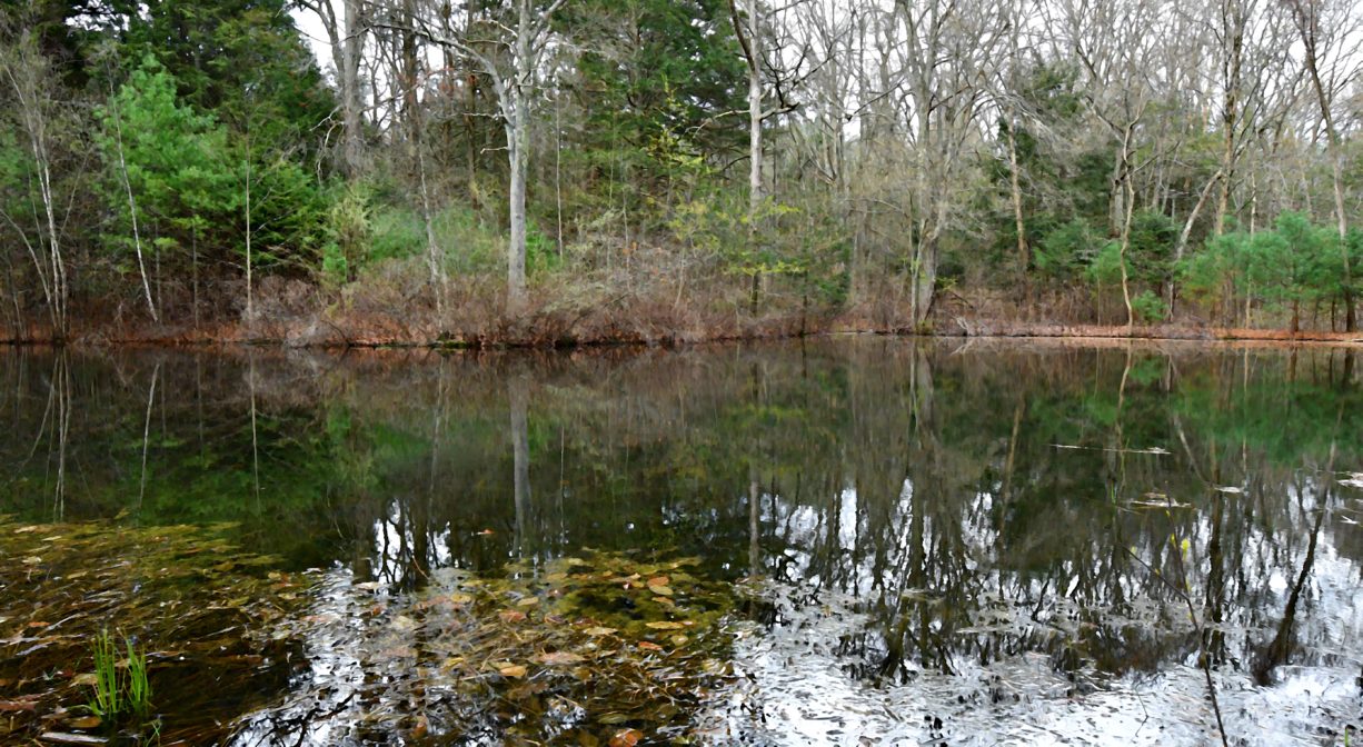 A photograph of a pond surrounded with forest.