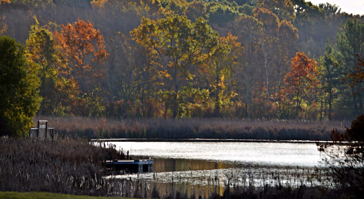 A photograph of a pond with trees in the background.