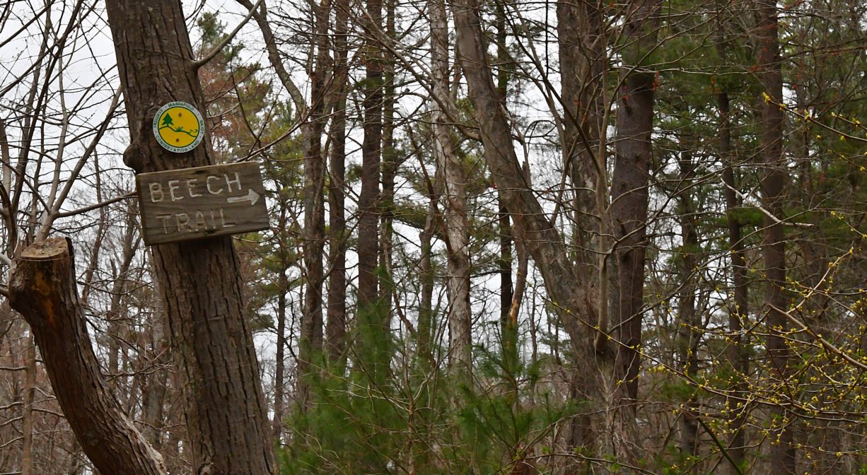A photograph of trail sign on a tree in a forest.