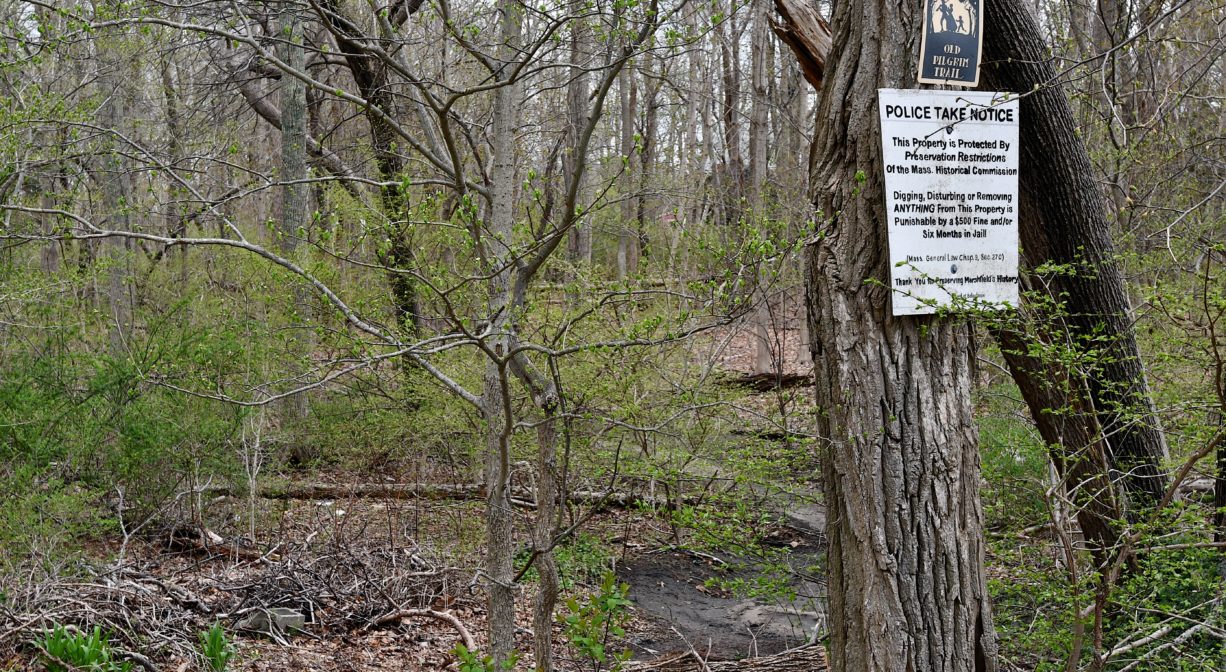 A photograph of a Pilgrim Trail marker on a tree beside a forest.