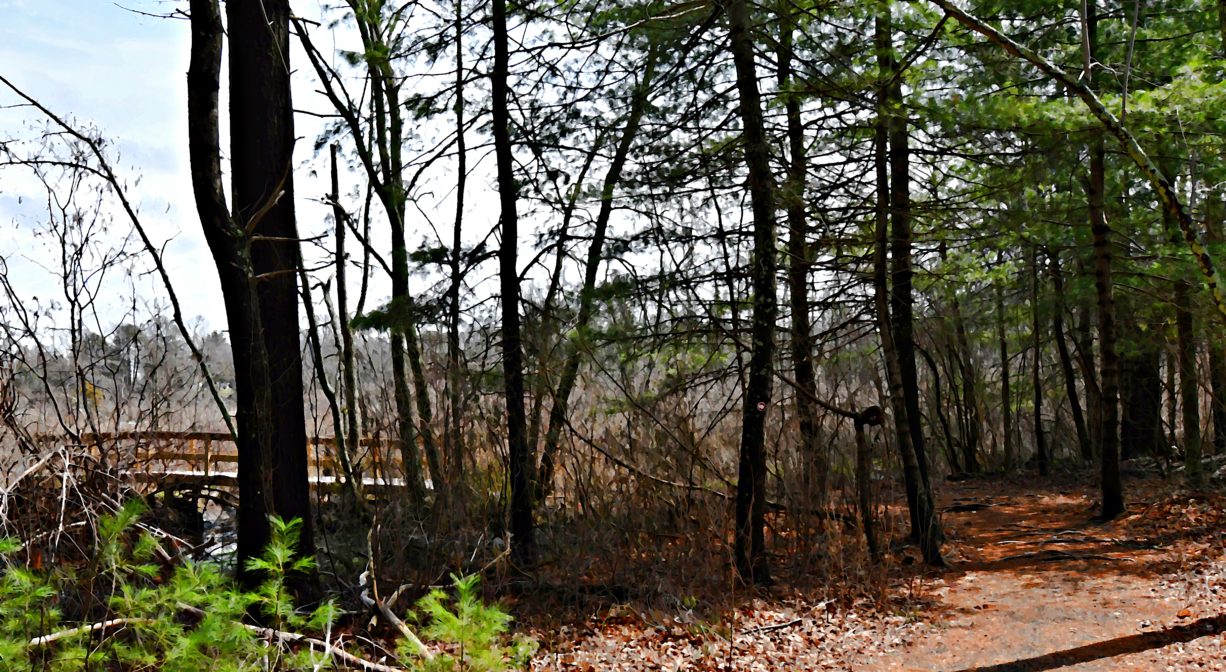 A photograph of a forest trail with a boardwalk or bridge in the background.