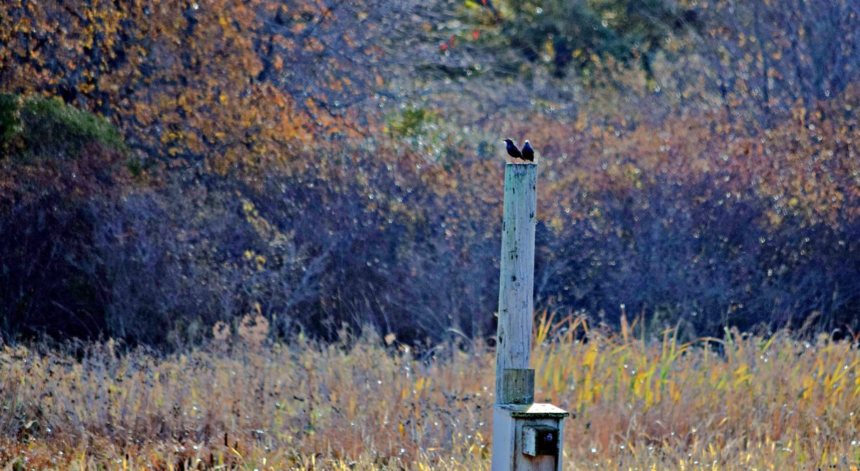 A photograph of a post with birds perched on it, with trees and grasses in the background.