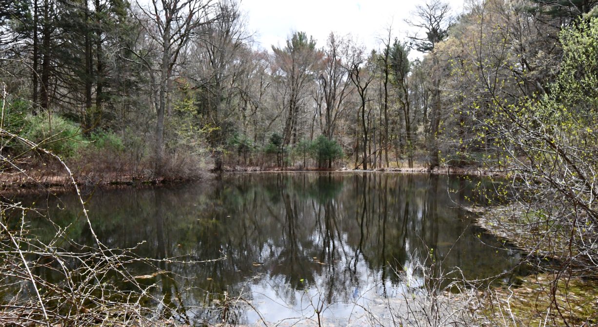 A photograph of a pond surrounded with forest.