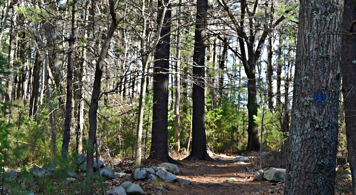 A photograph of a trail through the woods, with rocks along the sides.