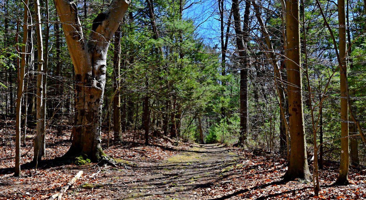 A photograph of a trail through the woods.