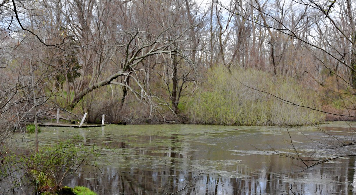 A photograph of a forest pond covered with algal growth.