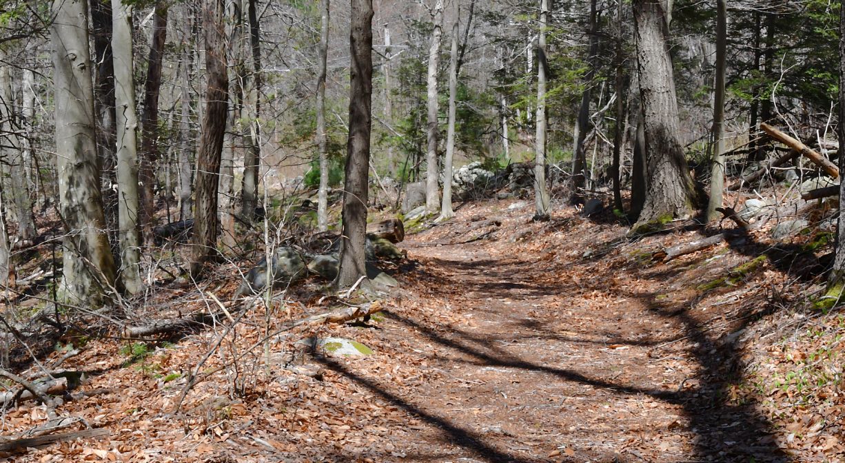 A photograph of a wide forest trail.
