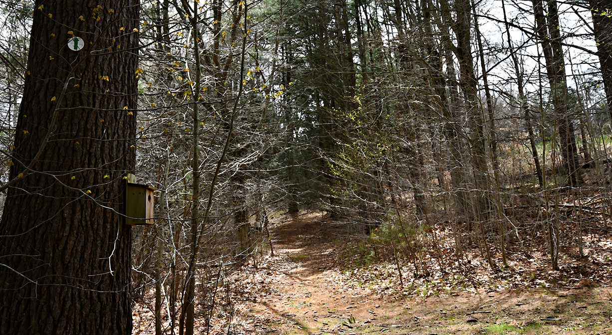 A photograph of a forest trail.