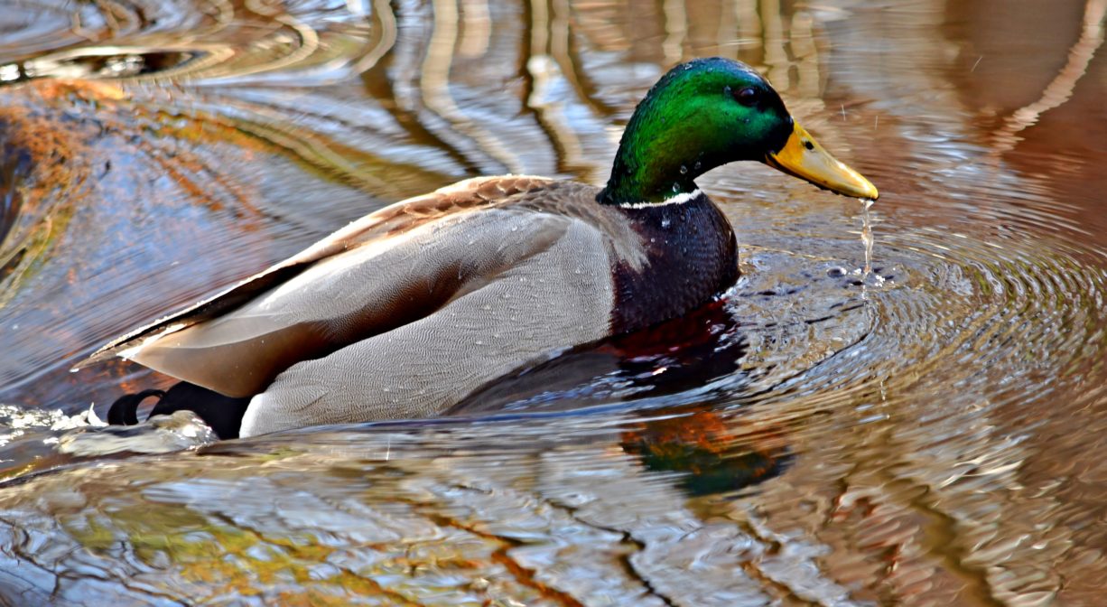A photograph of a mallard duck on a pond.