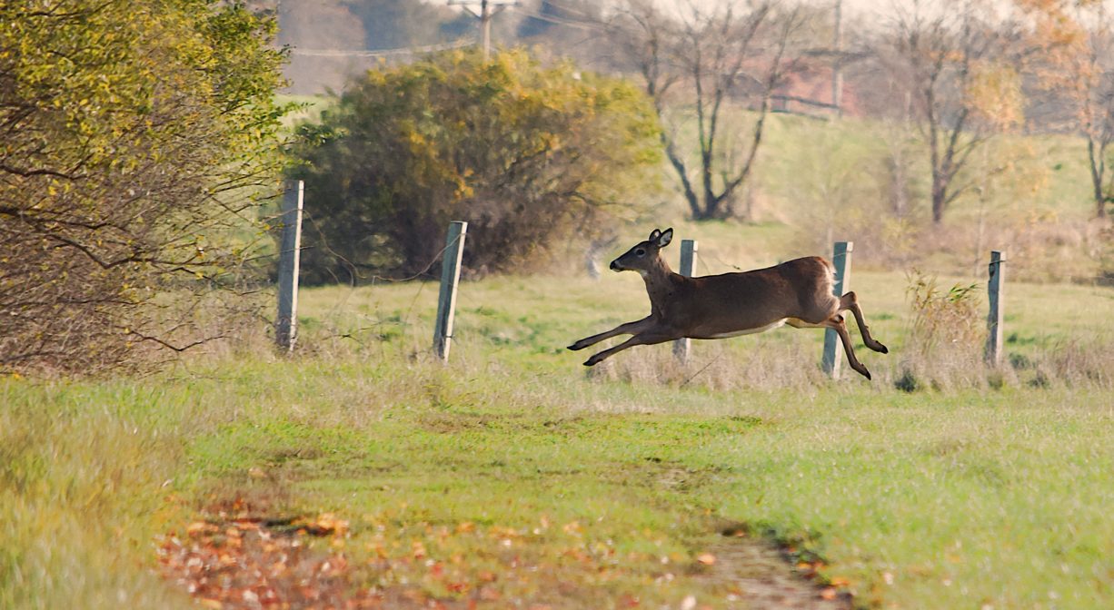 A photograph of a deer running across a field.