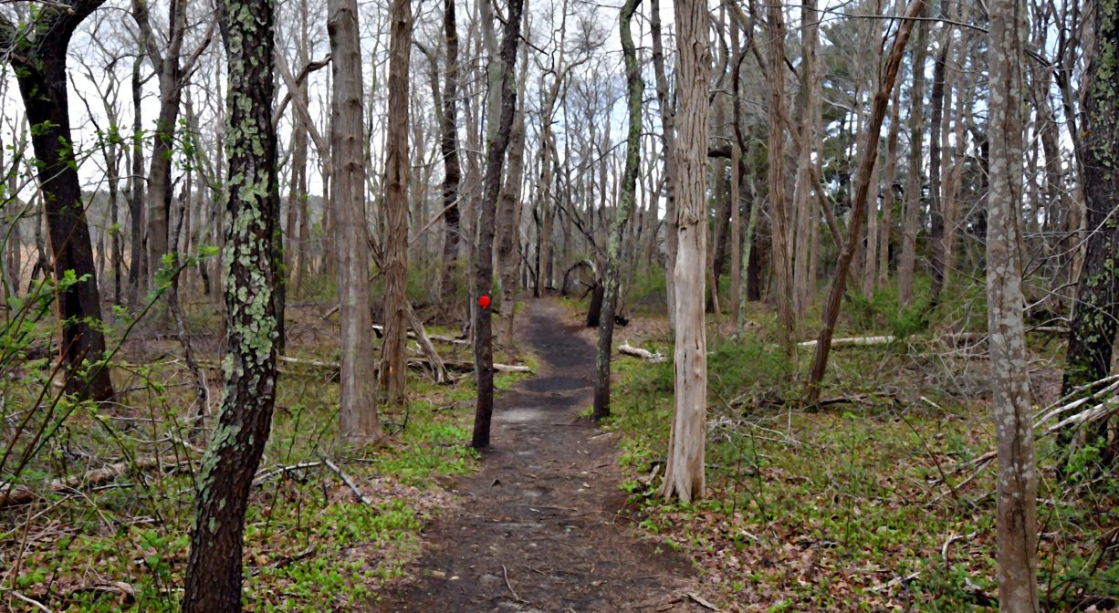 A photograph of a trail through an open woodland.