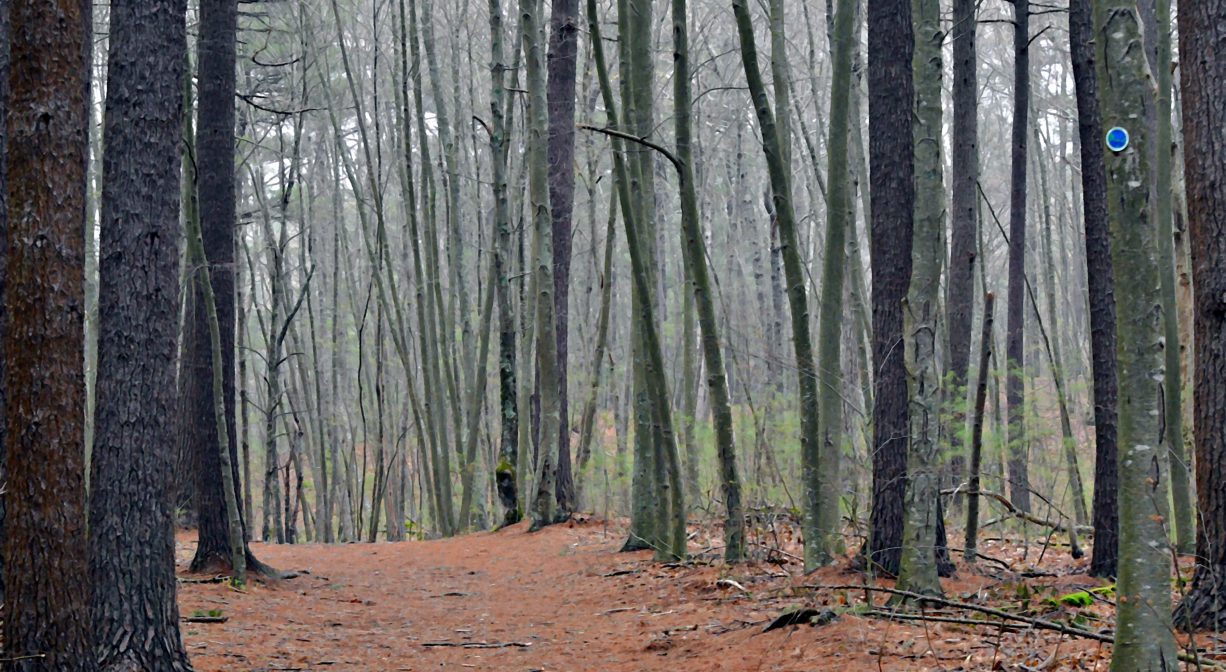 A photograph of a wide forest trail.